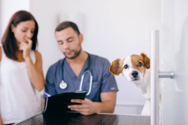 How General Veterinarians Educate Pet Owners On Home Care